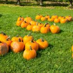 pumpkin-patch-1506954507H0z