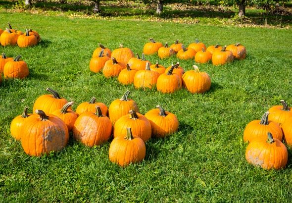 pumpkin-patch-1506954507H0z