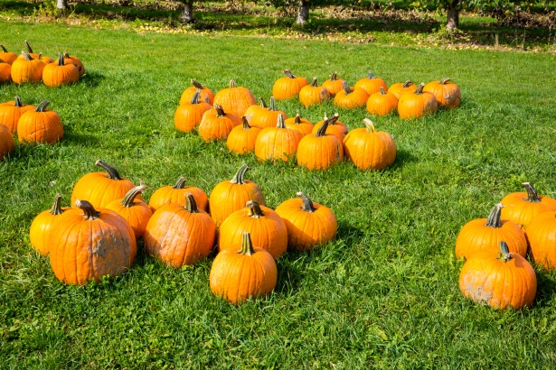 pumpkin-patch-1506954507H0z